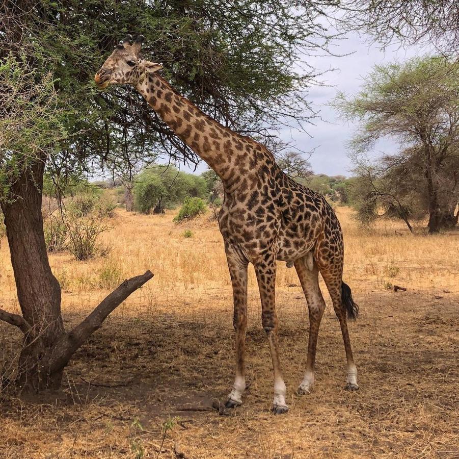 Amboseli Cultural Camping Exteriér fotografie